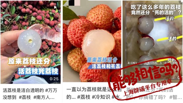 世界杯体彩官网 荔枝季到了，真有“活荔枝”和“死荔枝”之分吗