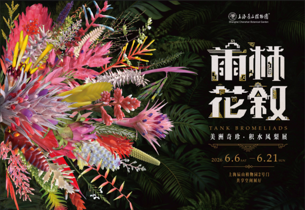 世界杯体彩官网 毋庸去南好意思！辰山植物园积水凤梨展明开幕，